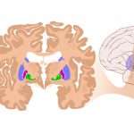 Борозды и извилины головного мозга - значение и функции. Анатомия головного мозга человека
