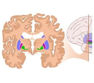 Борозды и извилины головного мозга - значение и функции. Анатомия головного мозга человека
