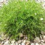 Ирландский мох: лечебные свойства, рецепты