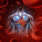 Венозная и артериальная кровь: особенности, описание и отличия