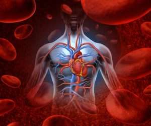 Венозная и артериальная кровь: особенности, описание и отличия