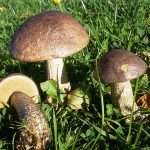 Что собой представляет симбиоз грибов и деревьев?