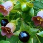 Ядовитое растение белладонна: фото, описание, лечебные свойства