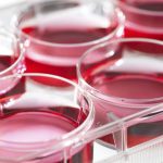 Культивирование клеток и тканей: особенности и интересные факты