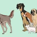 Одомашнивание собак: история приручения, территории, временные рамки