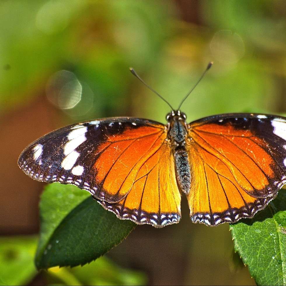 Бабочка-крапивница с расправленными крыльями