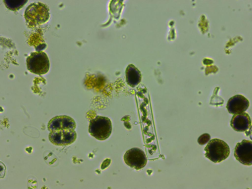 Микроскоп и фитопланктон