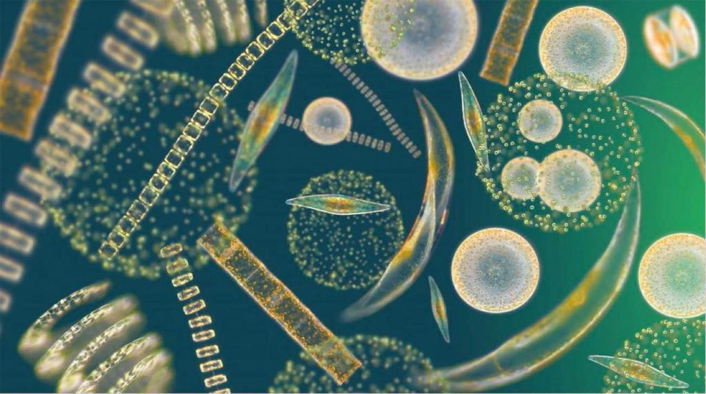 Фитопланктон что это такое