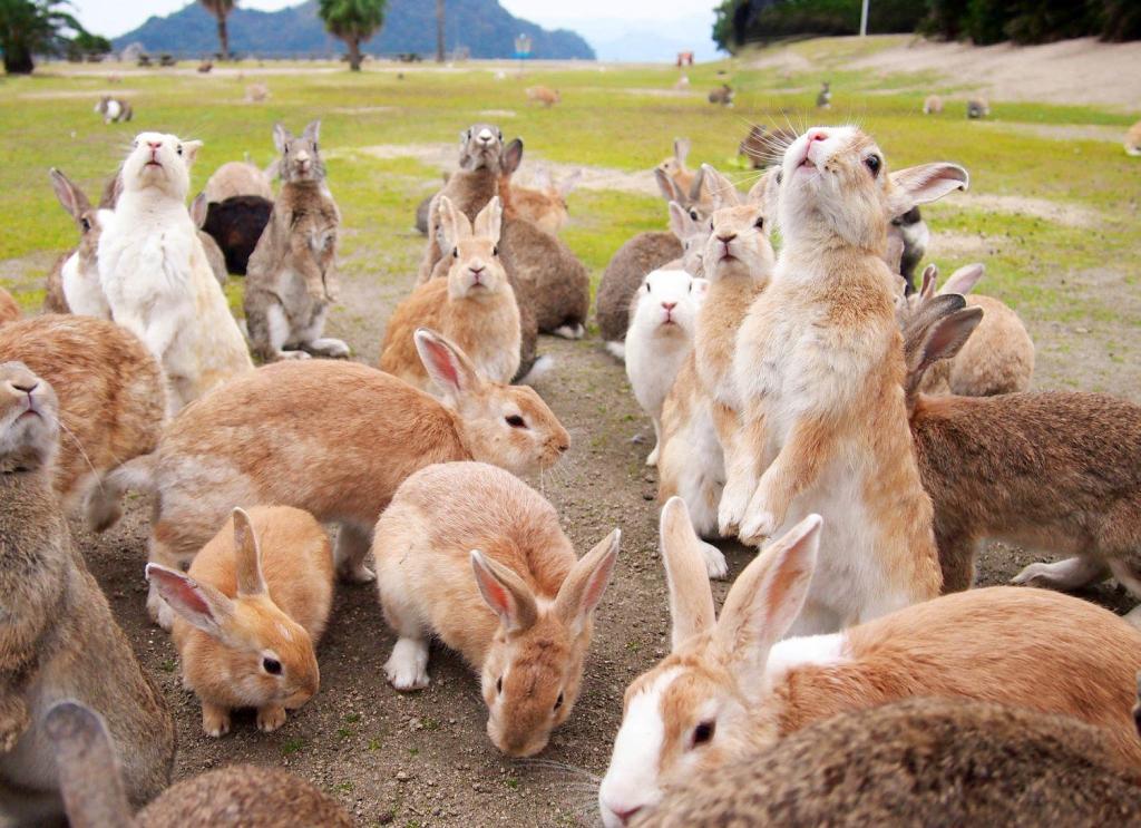 на острове Онукосима очень много кроликов