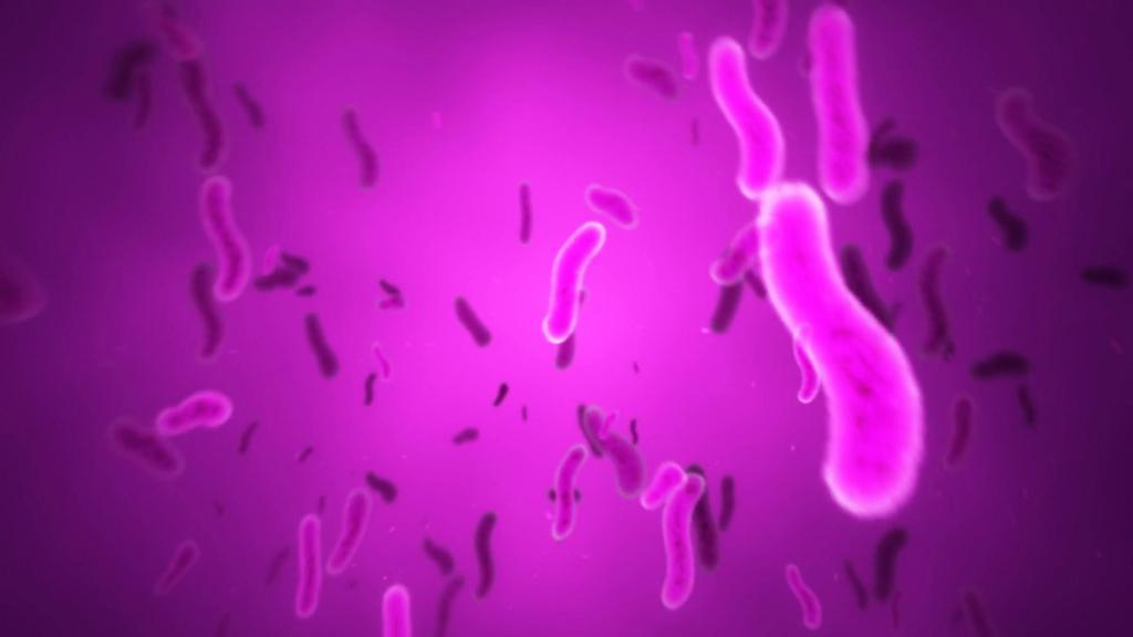 Скопление пурпурных бактерий.
