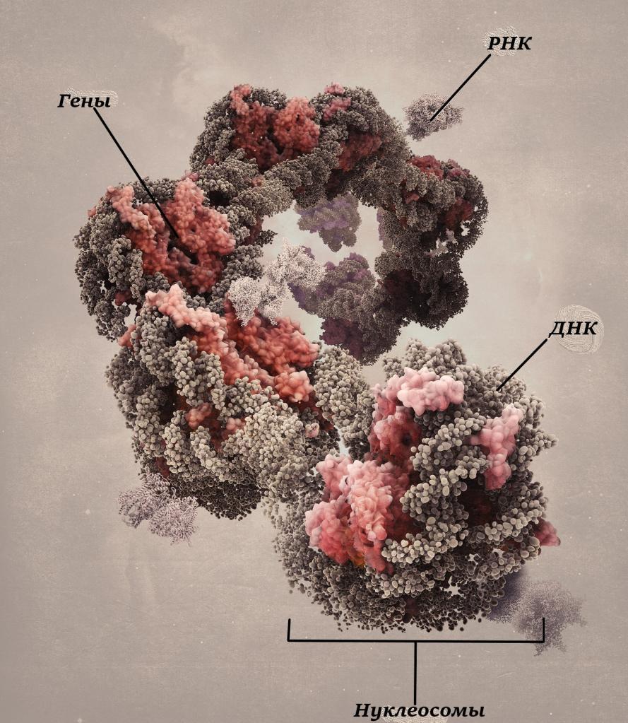 Увеличенное изображение строения эухроматина
