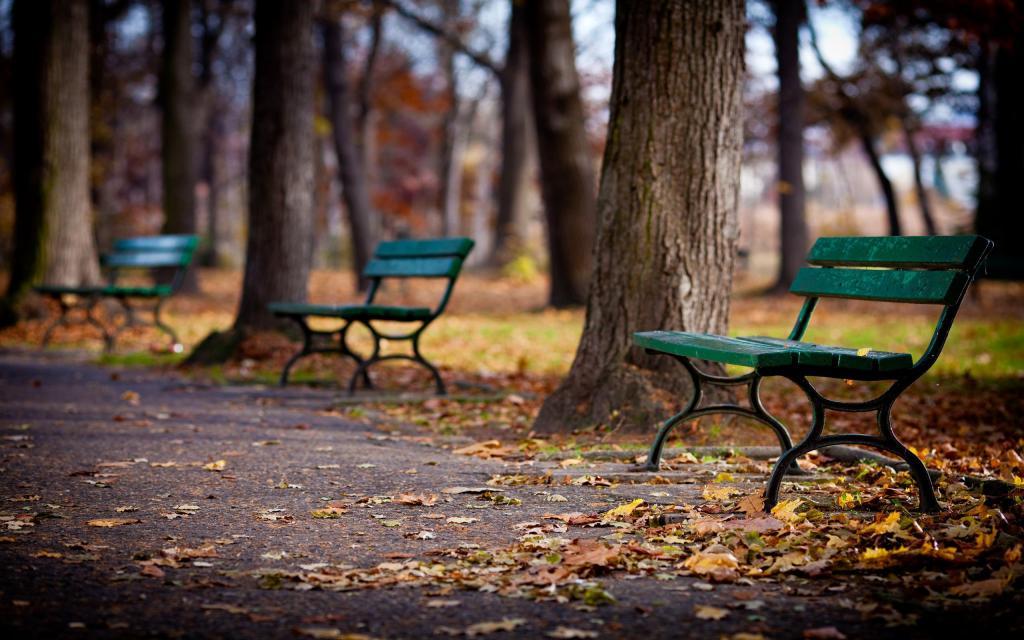 аллея со скамейками в парке