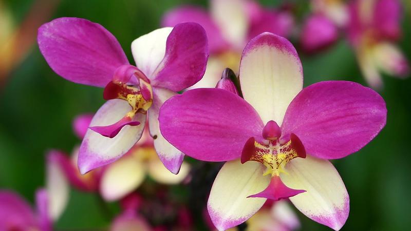 Орхидея - символизирует процветание Сингапура