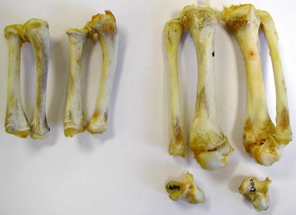 Нижние конечности аллигатора - пары радиуса и локтевой кости находятся слева, а пары большеберцовой кости / фибулы расположены справа, а две самые большие тарсальные кости - астрагал и пяточная.
