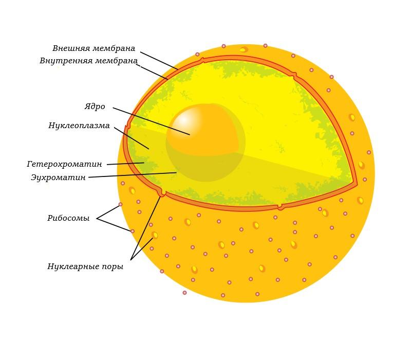 Расположение эухроматина, гетерохроматина в клетке