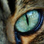 Слово «око»: значение и применение