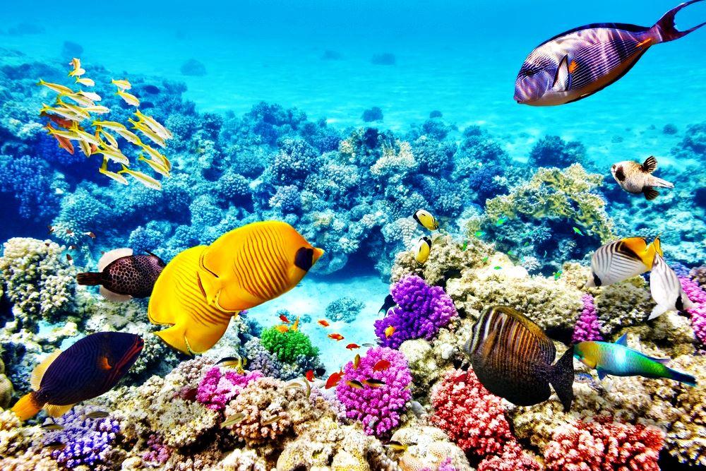 Экосистема Большого Барьерного Рифа