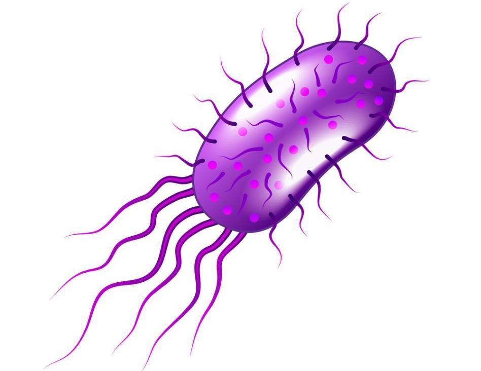 Особь пурпурной бактерии.