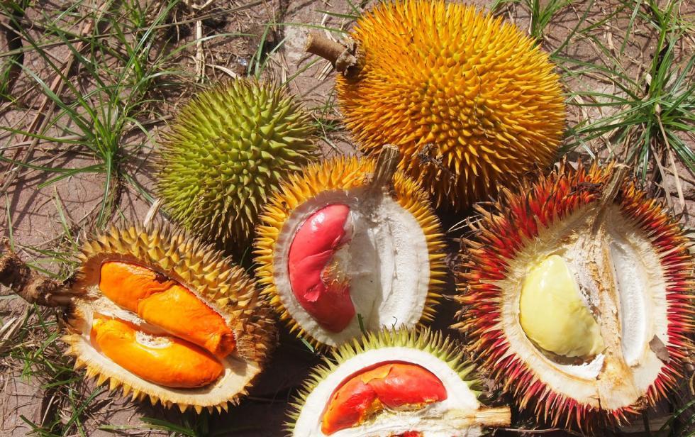 Как правильно везти фрукты из Таиланда