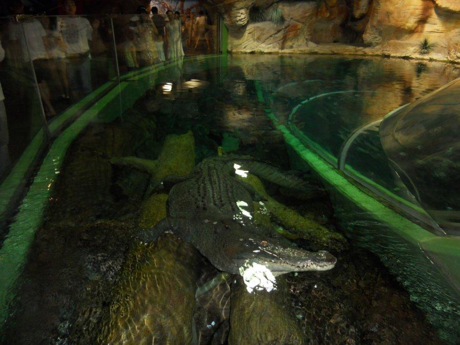 Аллигатор в своем аквариуме