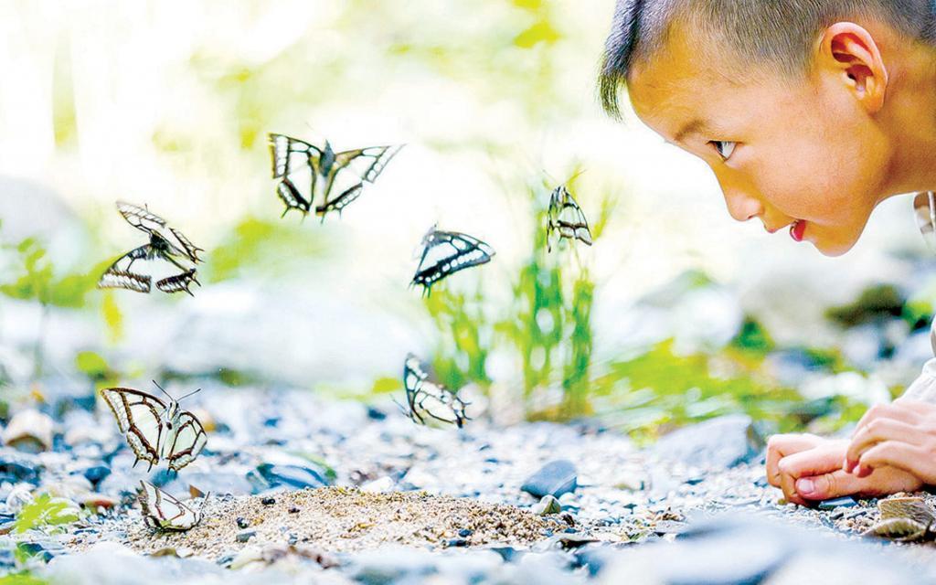 мальчик смотрит на бабочек