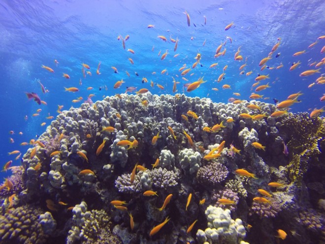 Красота подводного мира Красного моря