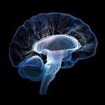 Подкорковые ядра мозга - что это такое?