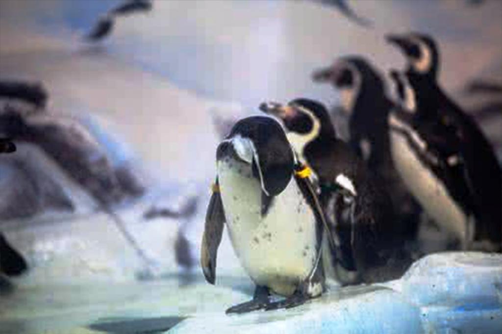 Пингвины в полярной зоне