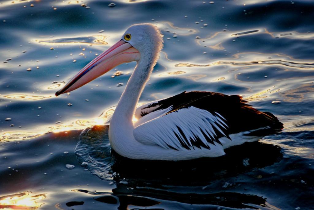пеликан - водоплавающая птица