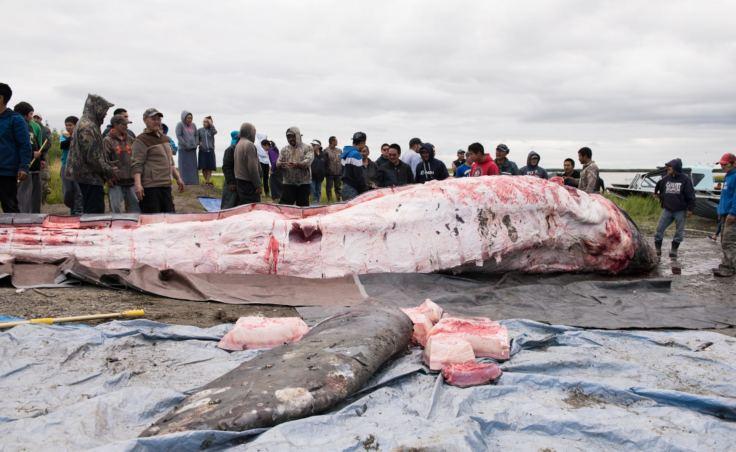 Разделка кита эскимосами