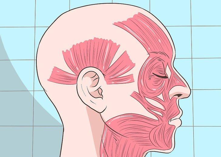 мышцы на лице человека
