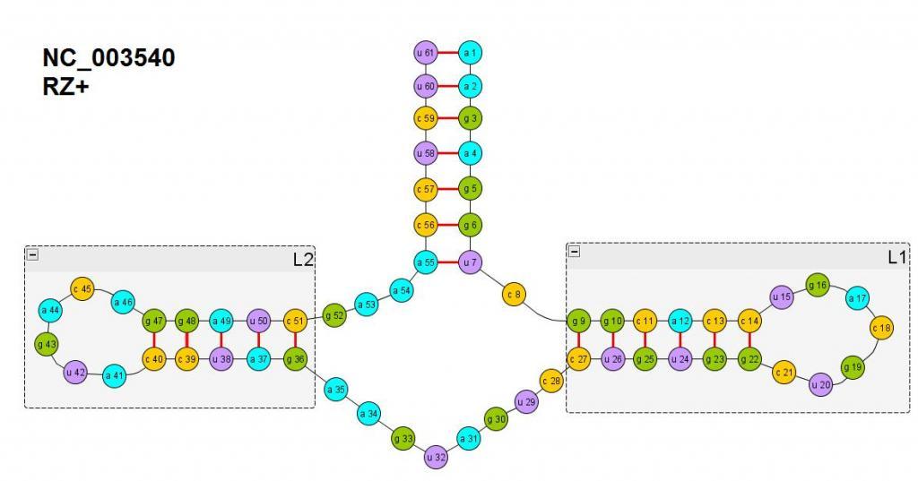 Вторичная структура фрагмента RZ+ рибозима