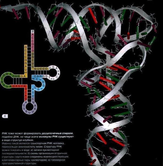 РНК структура