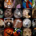 Жизненные формы животных: разнообразие, примеры