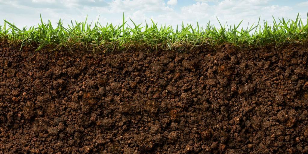 Состав органического вещества почвы