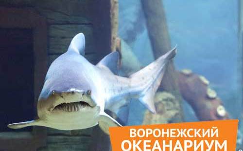 что посмотреть в океанариуме Воронежа