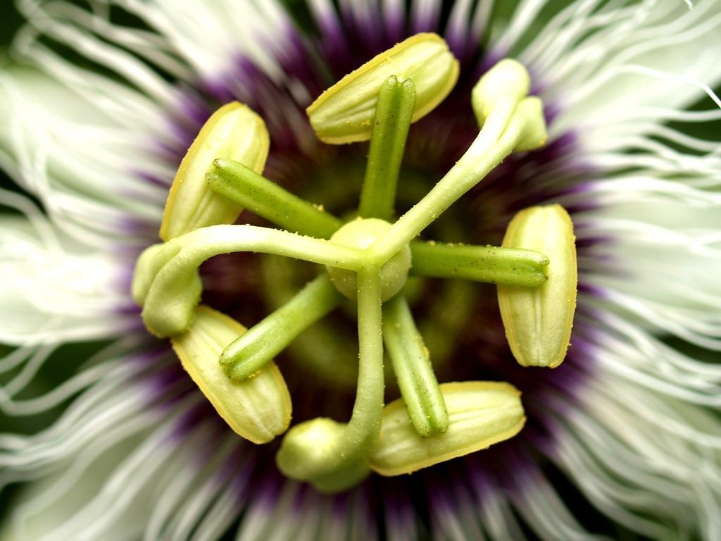 тычинка и пестик - это главные части цветка