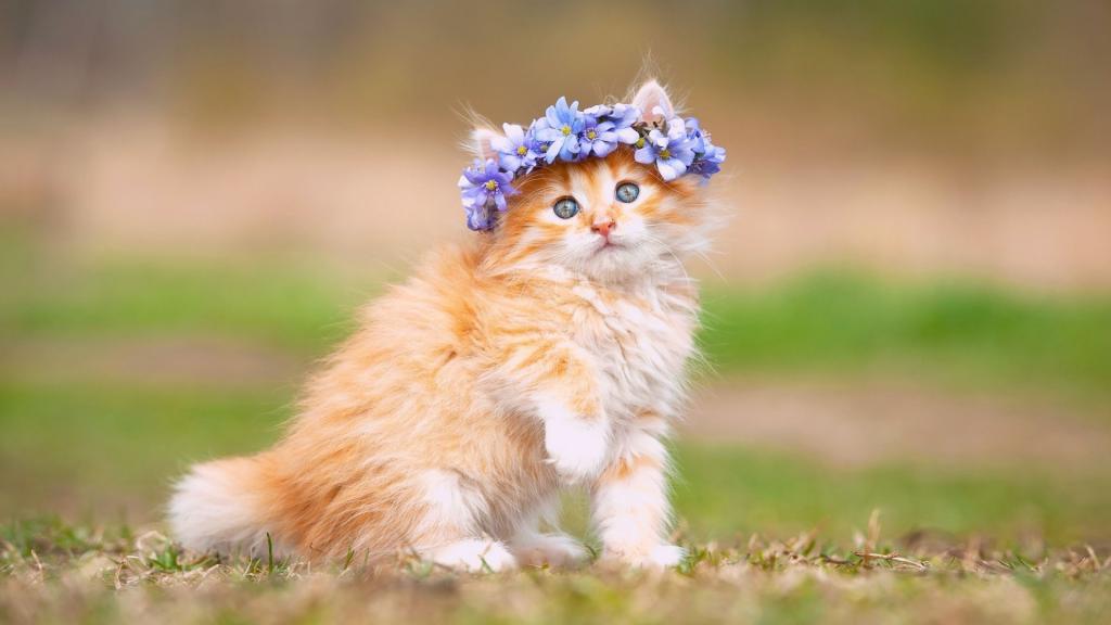 Няка – милый мяукающий котенок