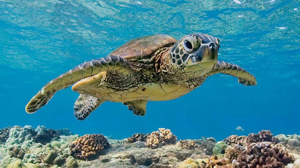 Центр Sea Turtles