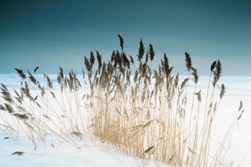 Зимняя пшеница
