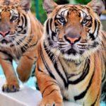Королевство тигров на Пхукете (Tiger Kingdom Phuket): фото, как добраться, отзывы туристов