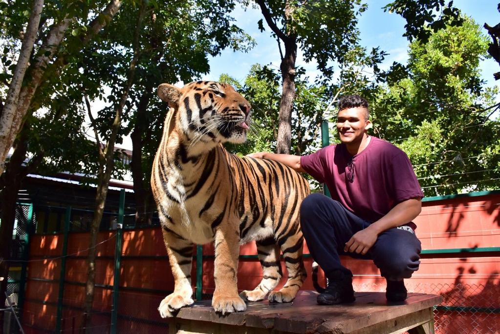 Бодрствующие тигры вполне дружелюбны