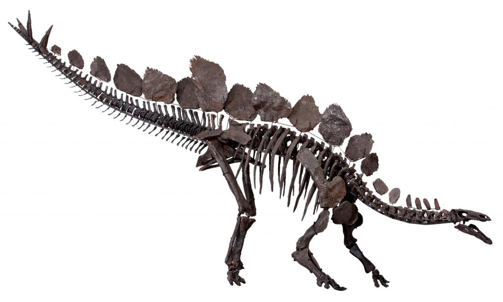 Динозавры с шипами на спине название