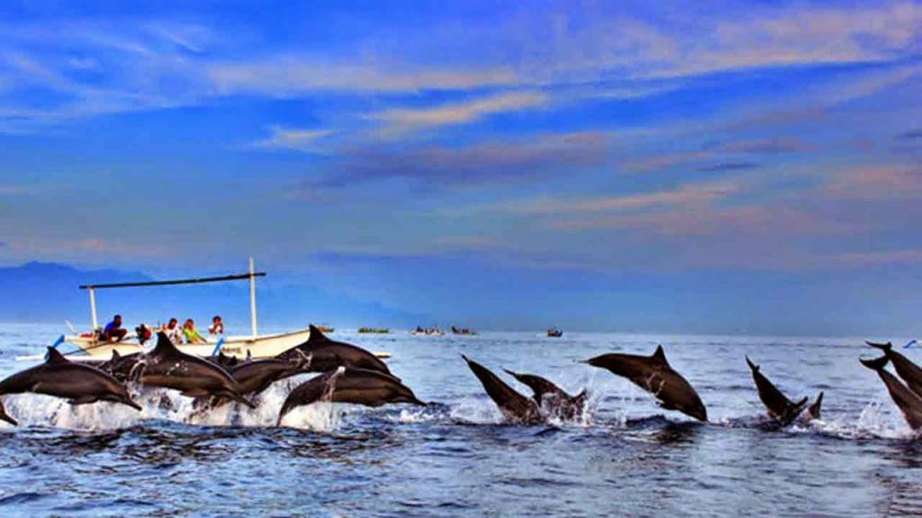 Дельфины на Бали