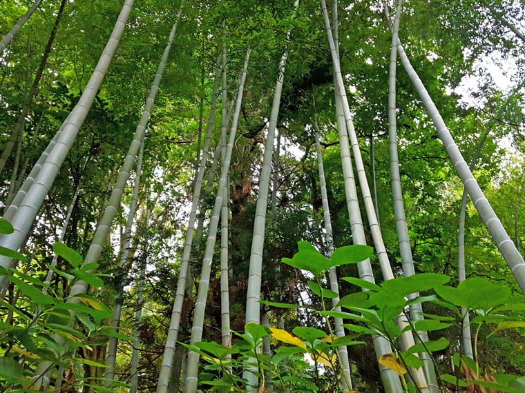 Бамбуковая роща в Ботаническом саду