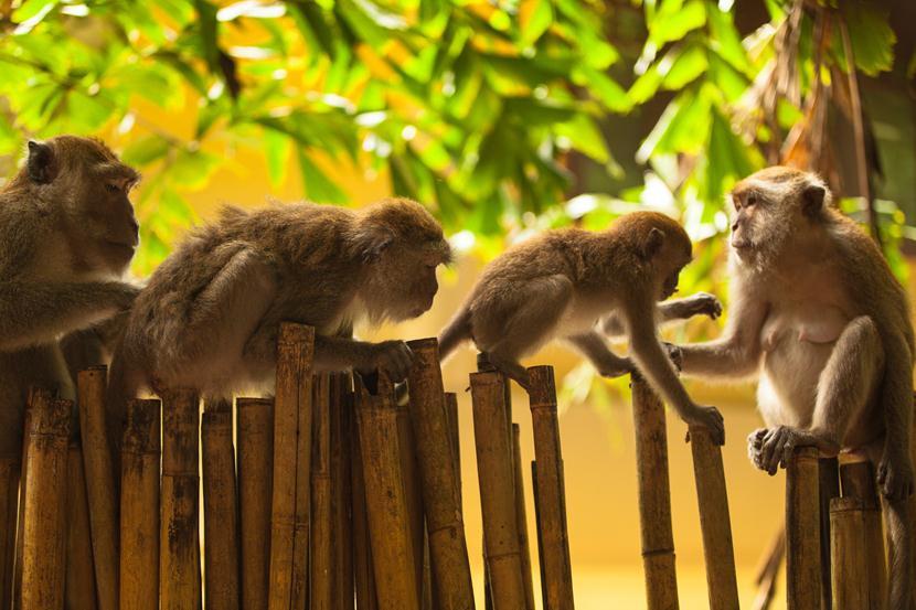 обезьяны в парке Сиринат