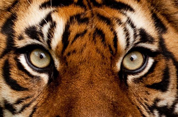 Очи тигра