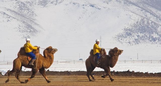 монголы едут на верблюдах
